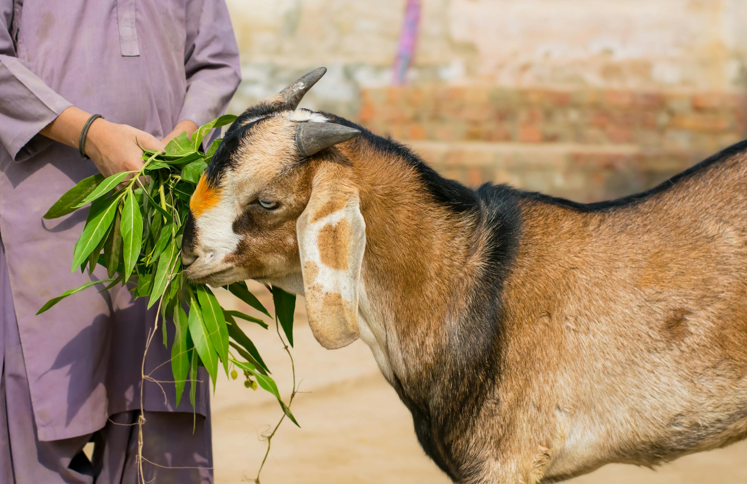 A person in traditional attire feeds a goat in a rural outdoor setting, showcasing animal husbandry.